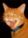 orangecat