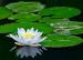 Lily Fields