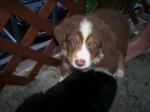 thumb_1213284391-rudypup.jpg