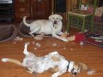 thumb_1229481695-dogs_comp.JPG