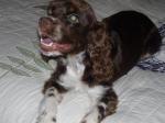 thumb_1284754741-Cocker_Spaniel.JPG