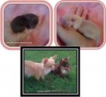 thumb_1284857853-family_pups_2_days_old.jpg