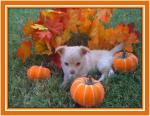 thumb_1288229186-chloe_41_days_10_25_10.jpg