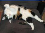 thumb_1291258160-NoseySeatThief.JPG