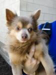 thumb_1303166312-20110417_Found-Male-Chihuahua.jpg