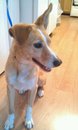 thumb_1303262304-lost_dog.jpg