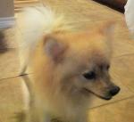 thumb_1311081832-Prince.jpg