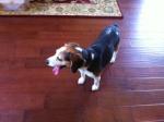thumb_1317247763-beagle_1.jpg