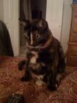 thumb_1323711108-Callie_1.JPG