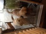 thumb_1327246736-found_dogs.jpg