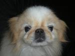 thumb_1327861217-founddog.jpg