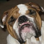thumb_1329097421-buster_small.jpg