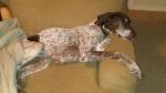 thumb_1332733738-dog.jpg
