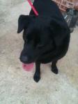 thumb_1334423111-dog_black_found-2.jpg