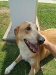 thumb_1337109831-Doggy.jpg