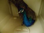 thumb_1339955676-peacock.JPG