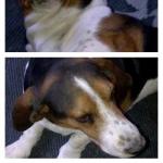 thumb_1346266649-ROOROO.jpg