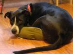 thumb_1349893808-Toby.JPG