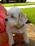 thumb_1372702122-lost_dog2.jpg
