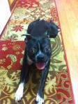 thumb_1373550954-dog.jpg