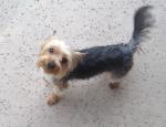 thumb_1398042498-lost_yorkie.jpg