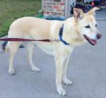 thumb_1398399828-lost_dog_.JPG